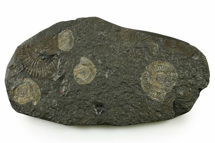 Fossil Ammonite (Dactylioceras) Cluster - Posidonia Shale, Germany #383721